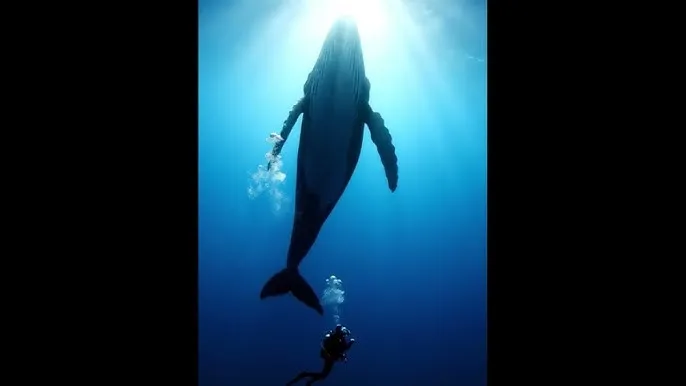 黑料网黑料不打烊 - 深蓝星球：探索海洋深处的未知世界